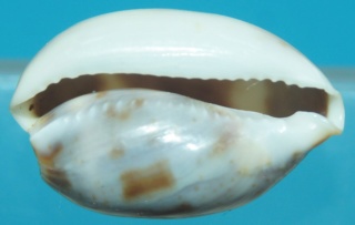 Cypraea juvénile, mais laquelle? Dsc01511