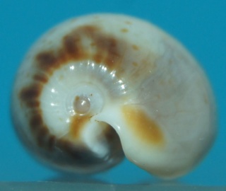 Cypraea juvénile, mais laquelle? Dsc01610