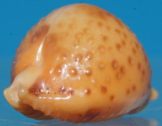 Pustularia bistrinotata - Schilder & Schilder, 1937 Dsc02818