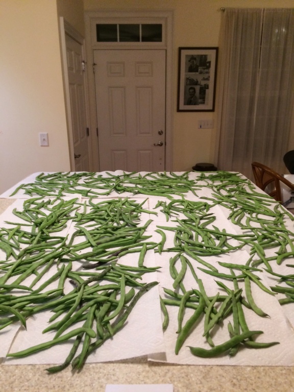 2018/2019 SFG in Brooks, GA - Page 9 Bean_r15