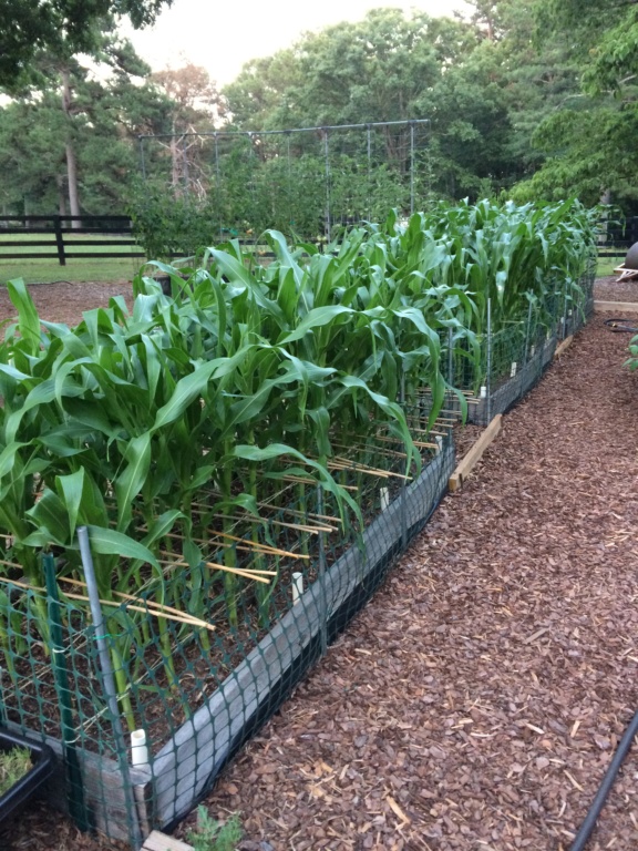 brooks, GA - 2018/2019 SFG in Brooks, GA - Page 10 Corn_017