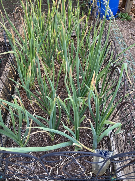 brooks  GA - 2021 SFG in Brooks, Ga Garlic21