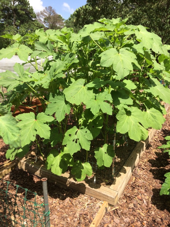 2018/2019 SFG in Brooks, GA - Page 10 Okra_013