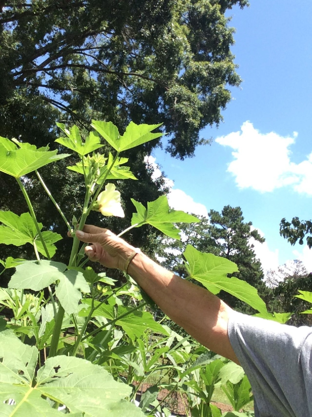 brooks, GA - 2018/2019 SFG in Brooks, GA - Page 10 Okra_016