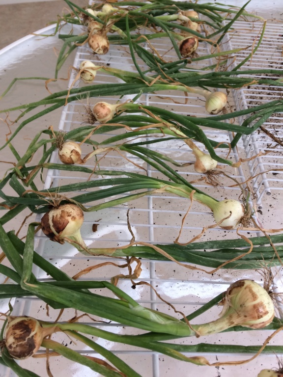 2018/2019 SFG in Brooks, GA - Page 9 Onions11
