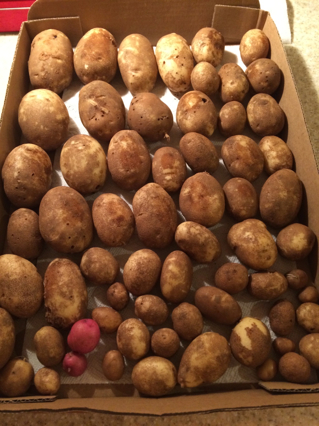 2018/2019 SFG in Brooks, GA - Page 3 Potato10