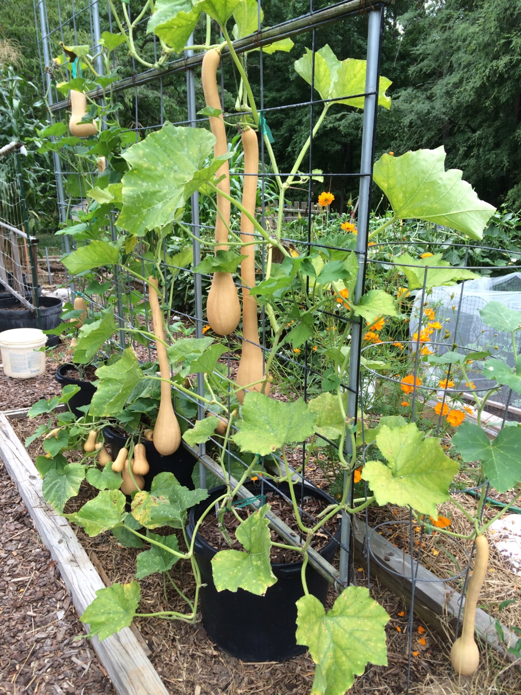 Old Alabama Gardener YouTube channel Squash19