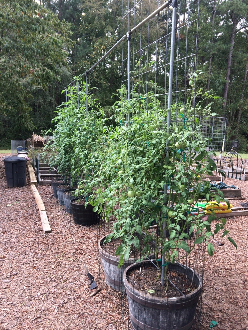 2018/2019 SFG in Brooks, GA - Page 5 Tomato15