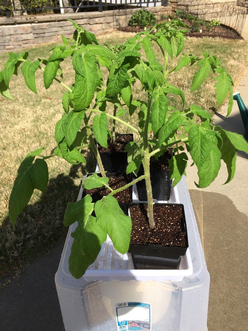 2018/2019 SFG in Brooks, GA - Page 7 Tomato22