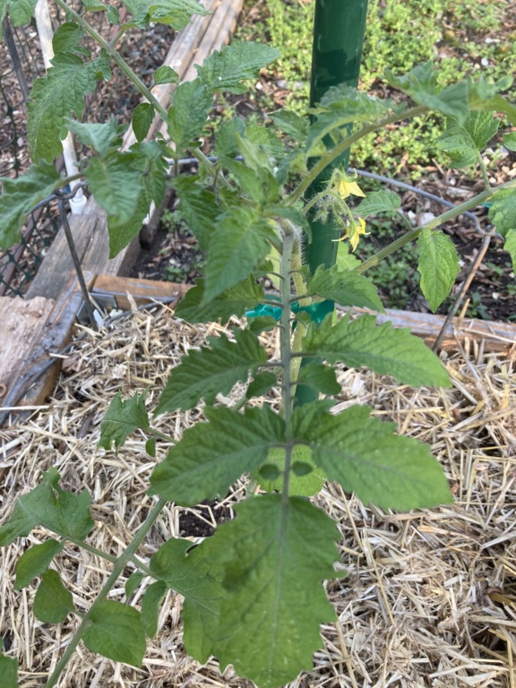 brooks  GA - 2021 SFG in Brooks, Ga Tomato54