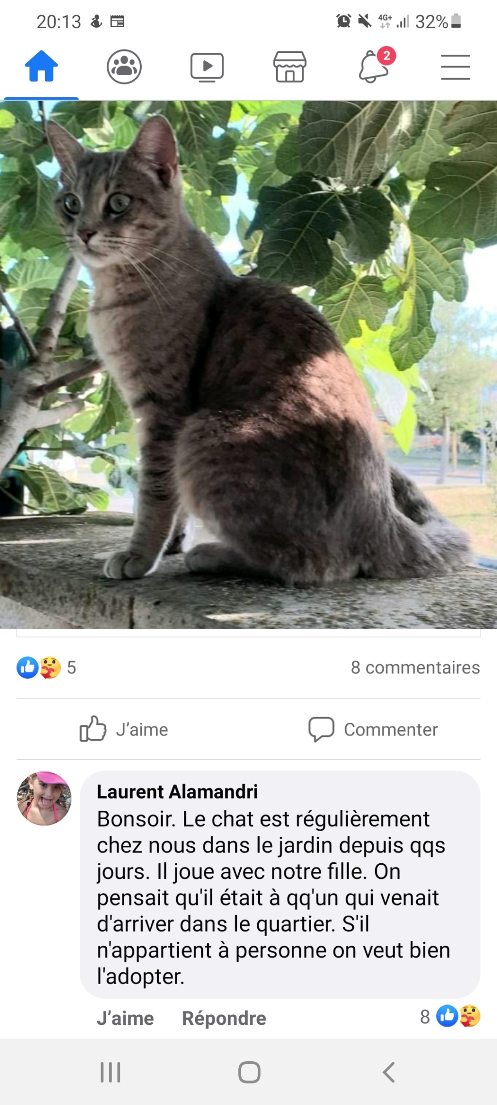 Trouvé chat gris tigré - allée Henriette Moriame à Colomiers Screen12