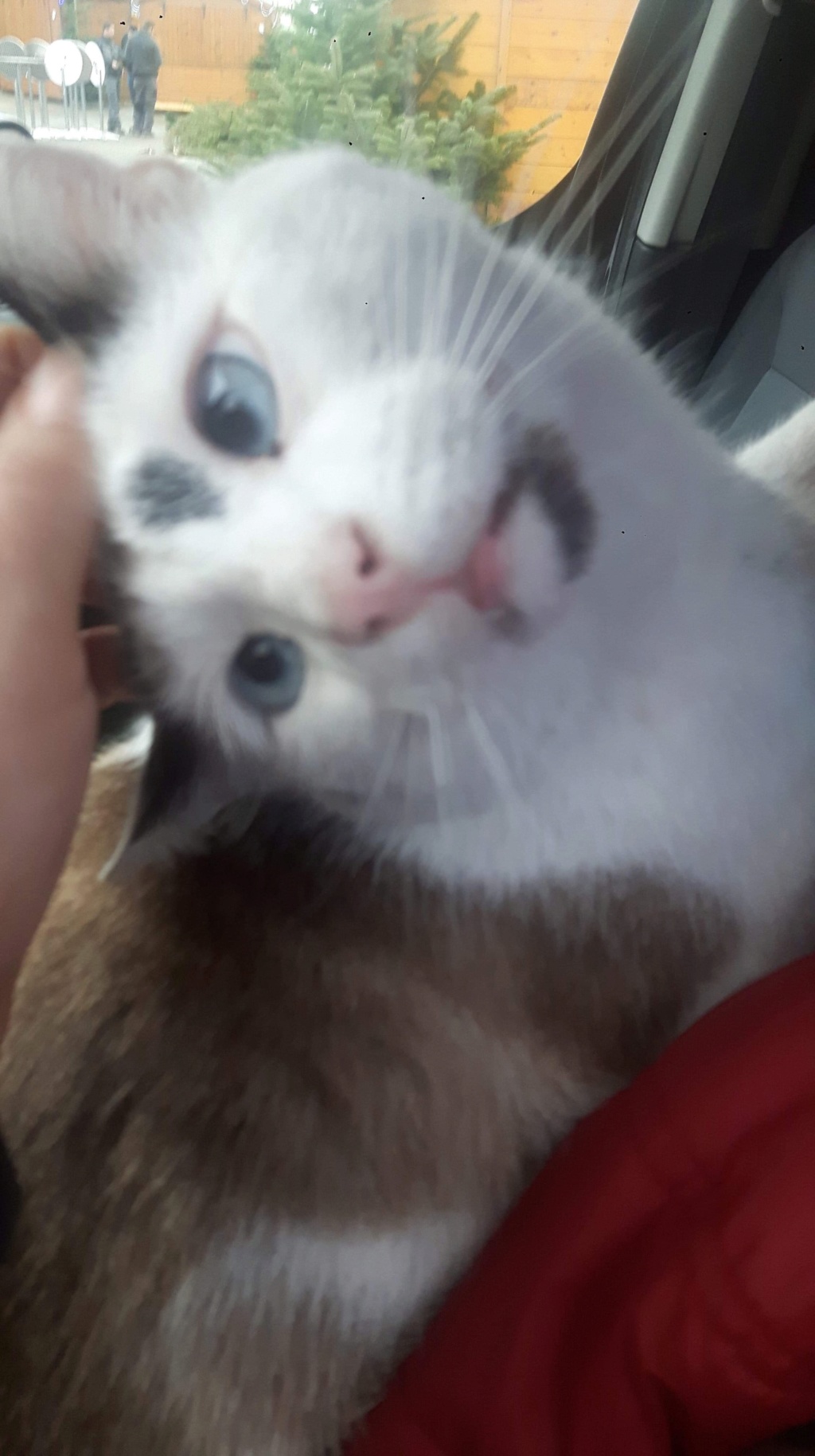 Caramel , né en 2015. A217ab10