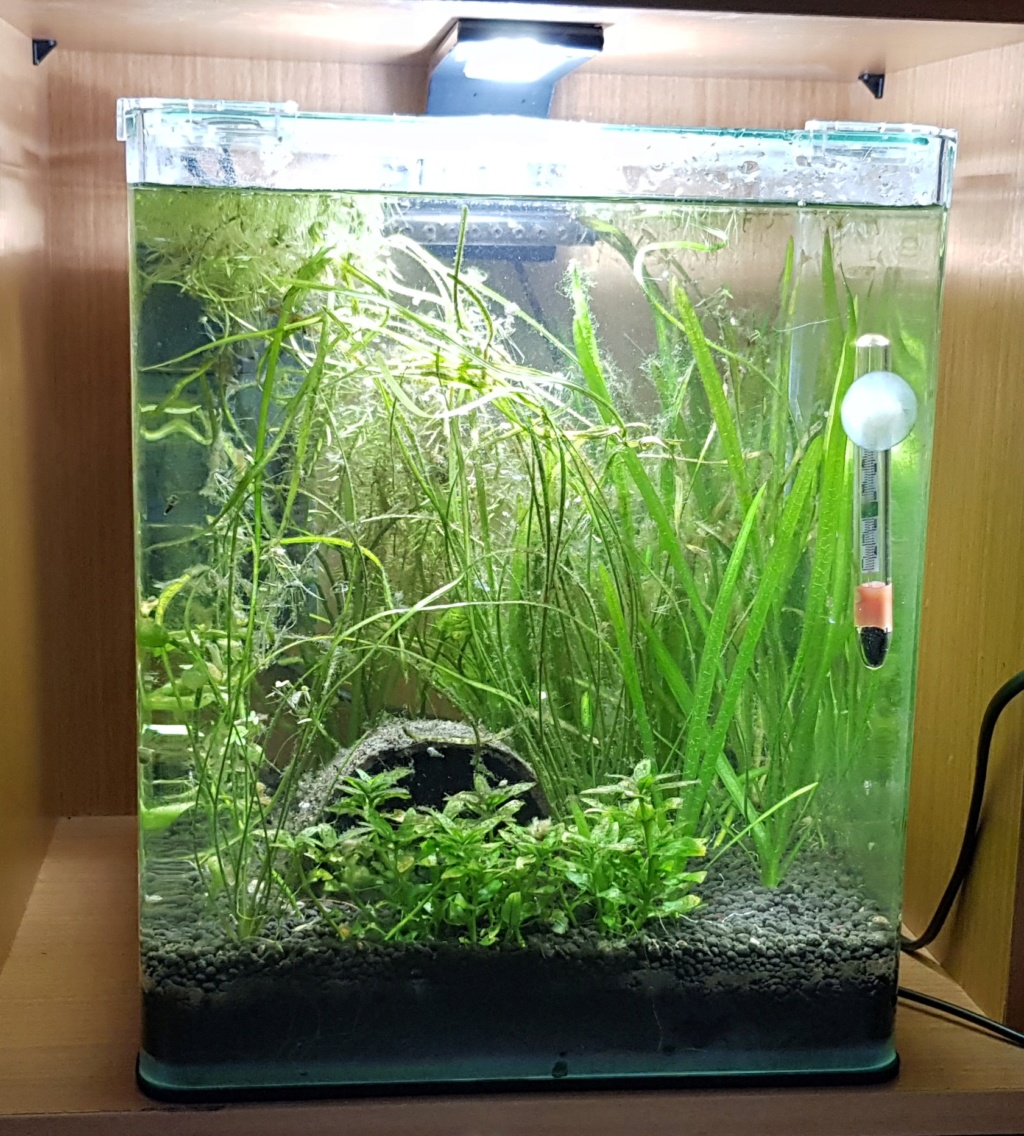 une petite présentation de mes bacs Nano_211
