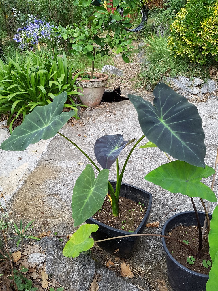 Colocasia 2018 de cphil - Page 2 20180773