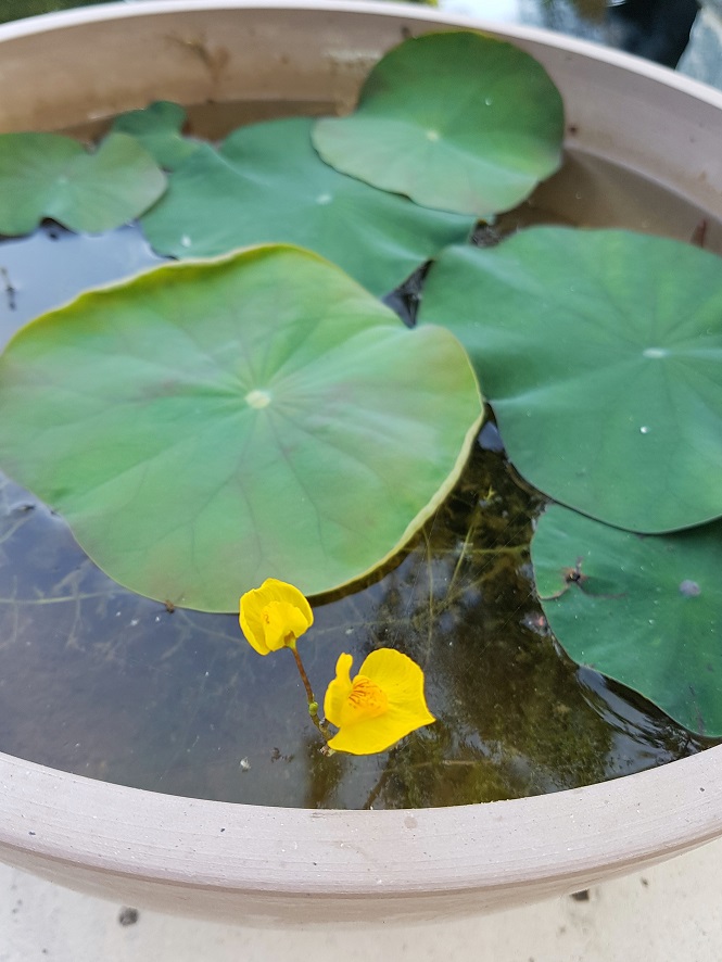 Utricularia Vulgaris, un remède contre les larves de moustiques Uticul11