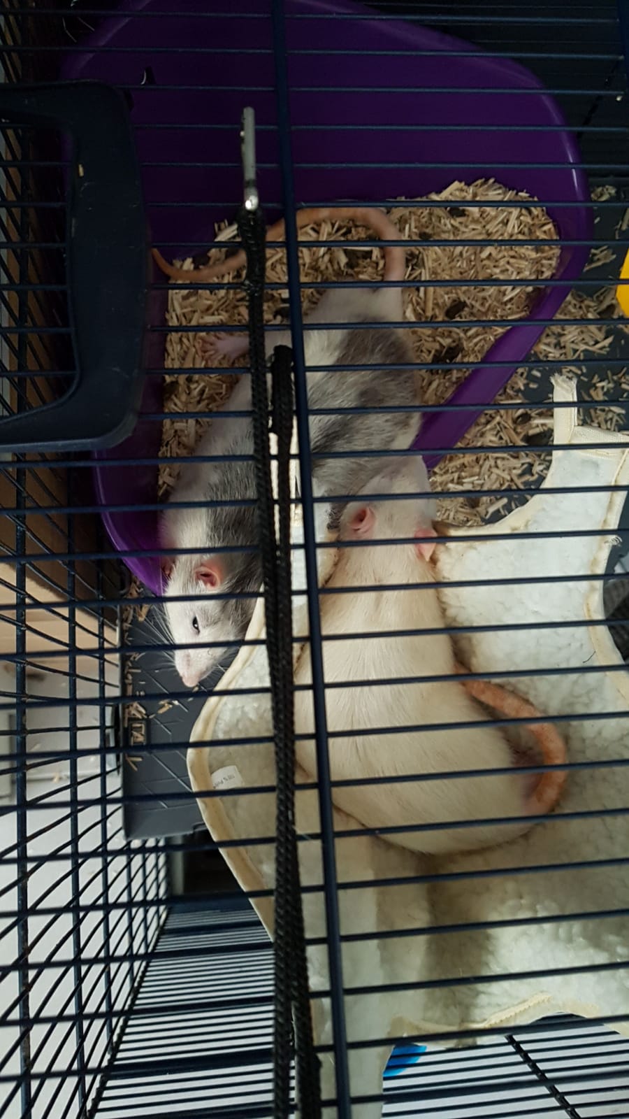 Mes 2 premier rats Rats10