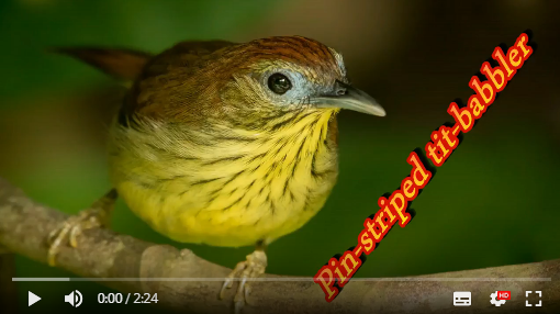 pin-striped tit-babbler 210