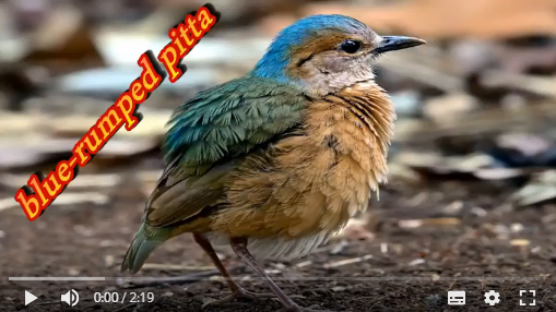 blue rumped pitta Aoa51