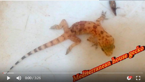 Mediterranean house gecko Aoa55