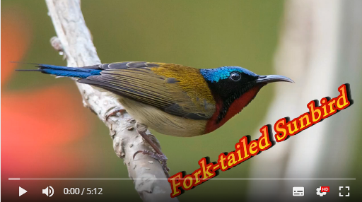 fork-tailed sunbird Aoa60