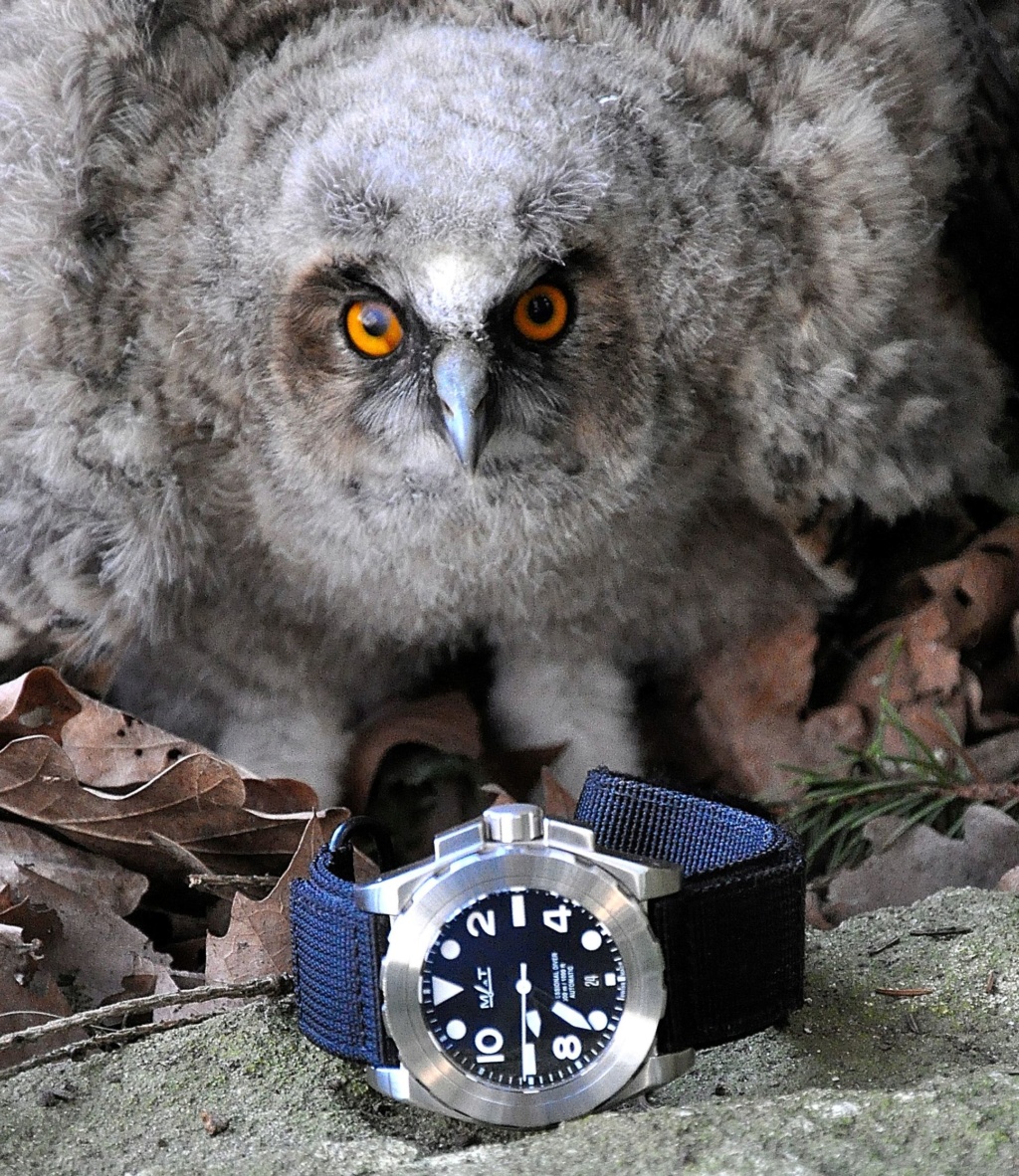 matwatches - Montres MATWATCHES - Mer Air Terre - tome 2 Hibou_11