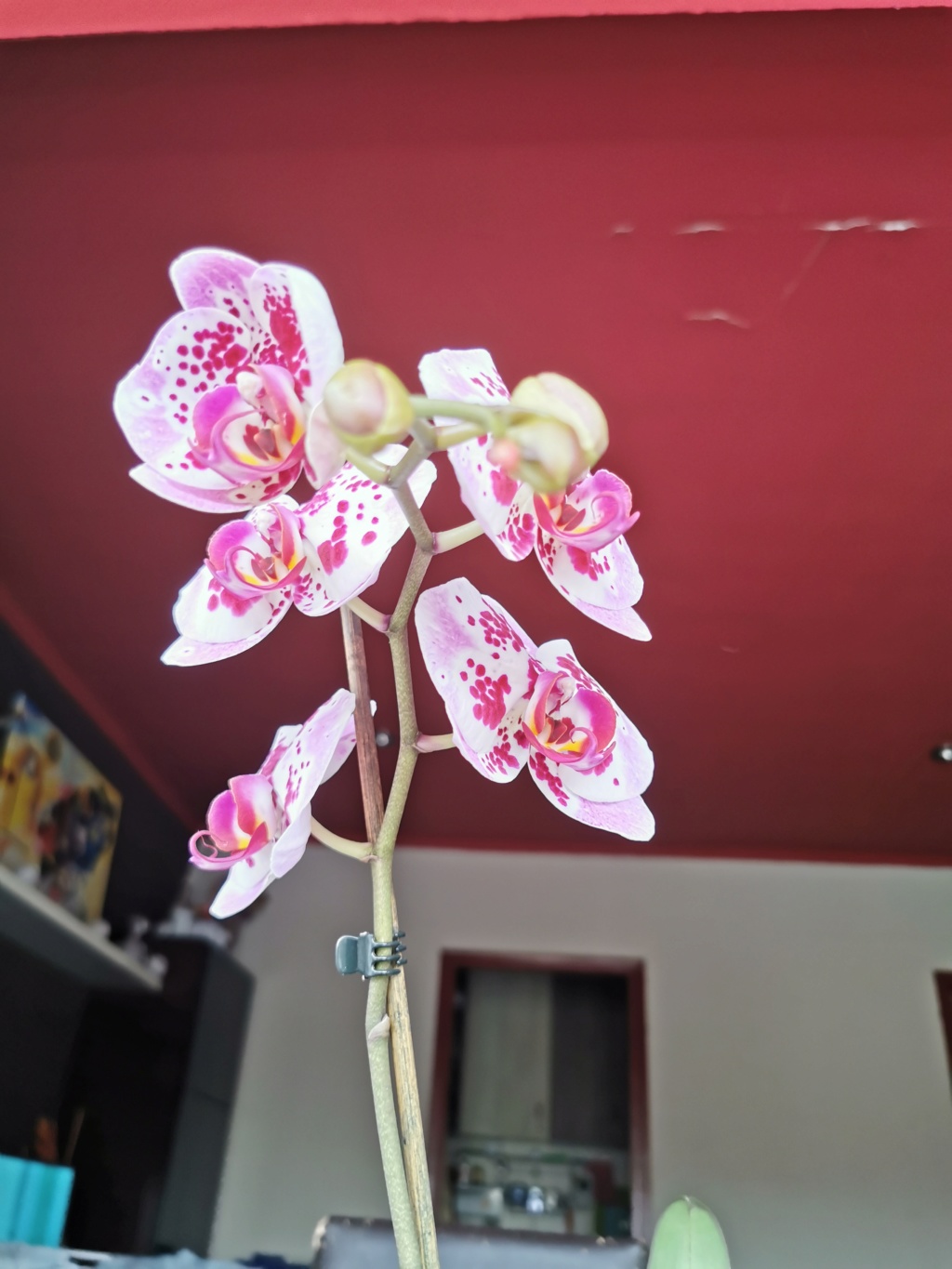 Orquídeas  Img_2023