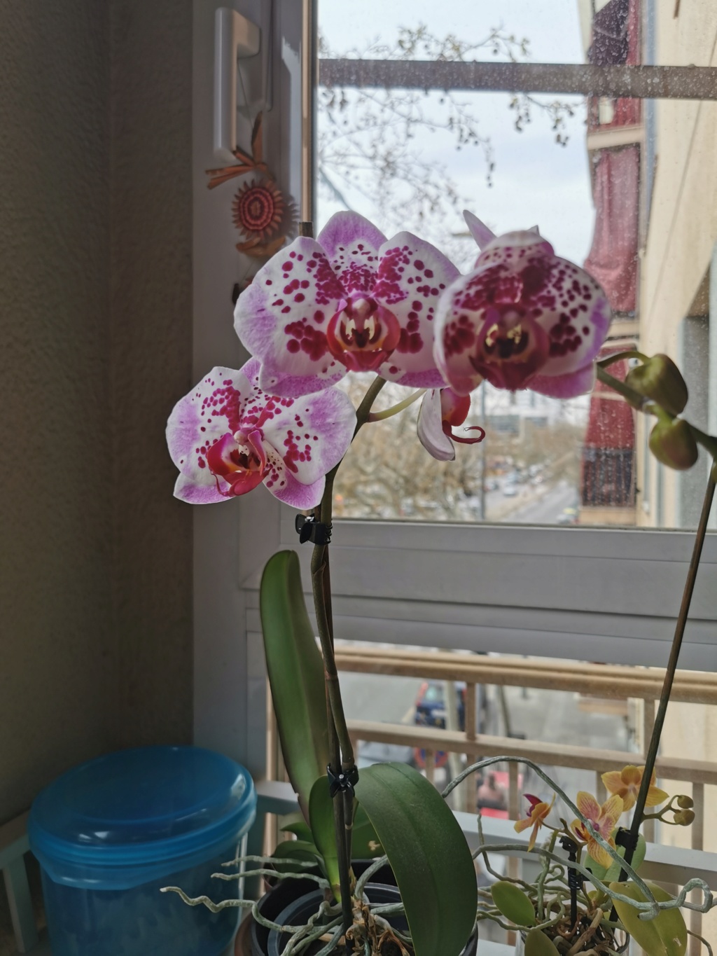 Orquídeas  Img_2024