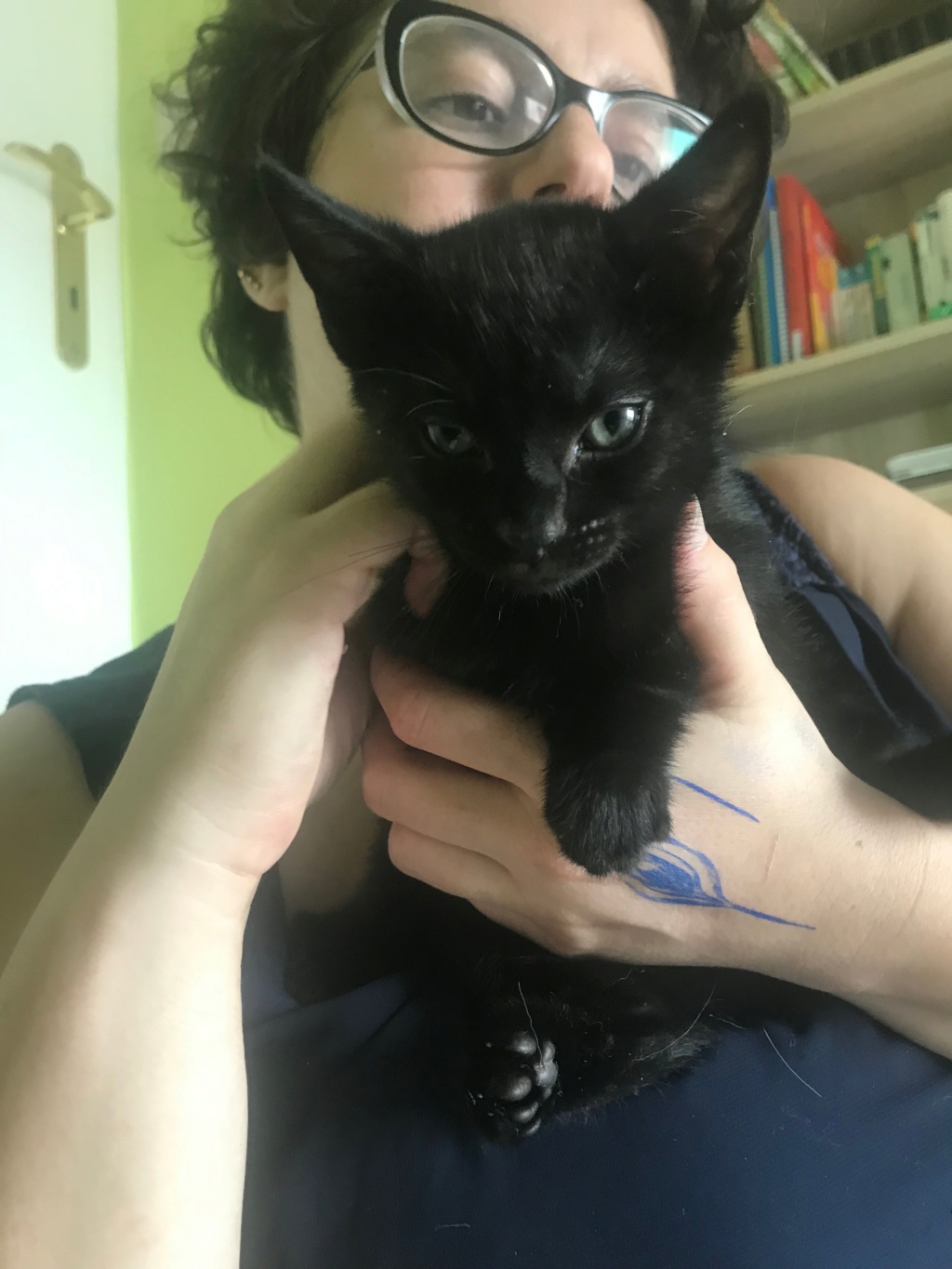 Puho - chaton mâle noir 2 mois et demi Img_8512