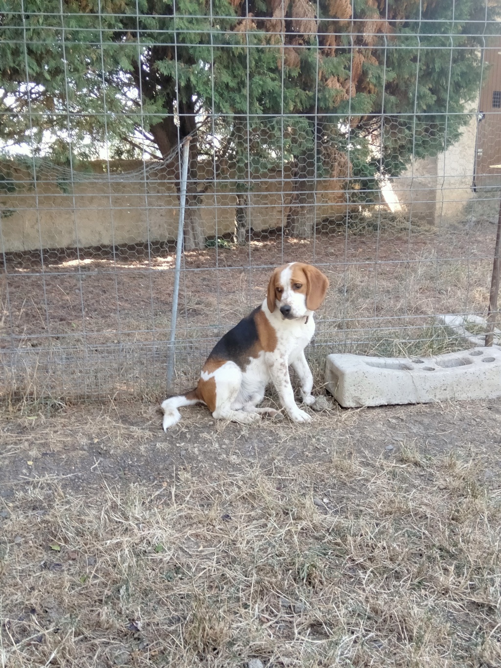 Tazz (mâle croisé beagle) Img20106