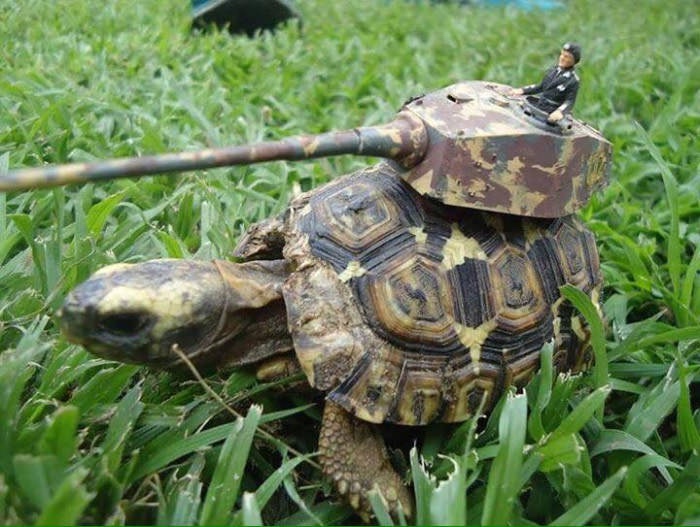Une tortue dans mon jardin Bfewbl10