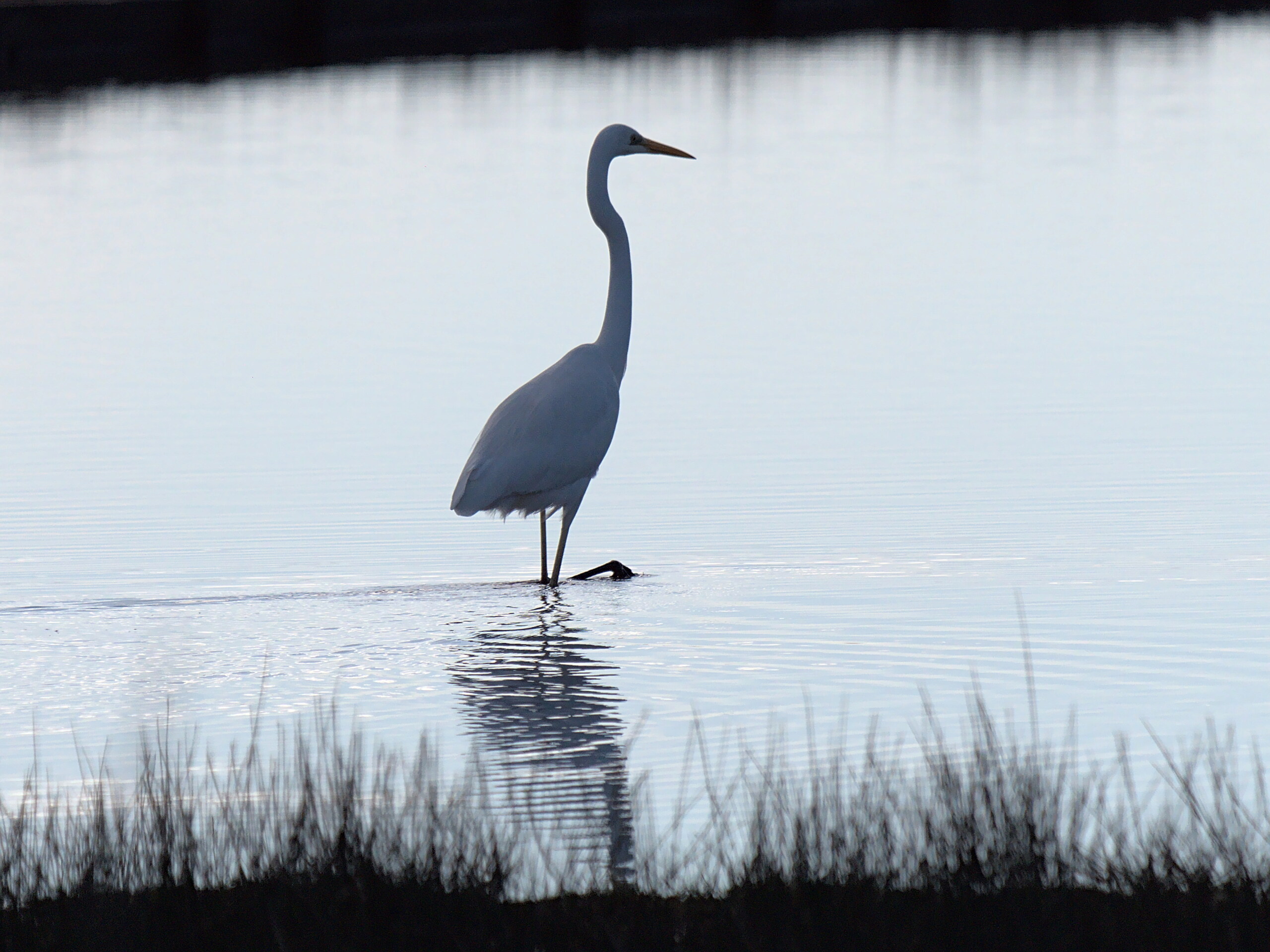 aigrette blanche P1037110