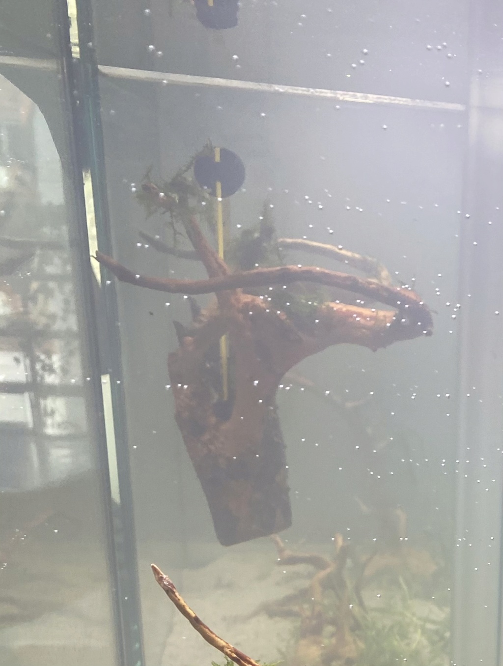 Bac 100 litres après dix ans d’arrêt de l’aquariophilie 2cce6a10