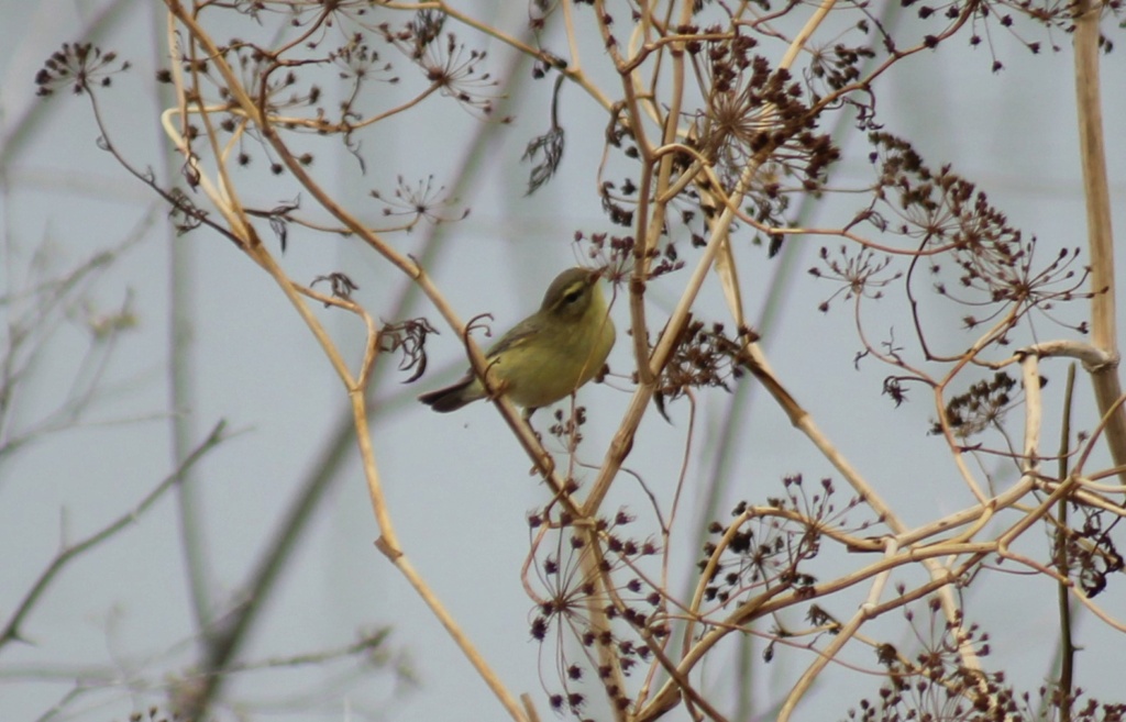 Felosa Musical - Phylloscopus trochilus?  411