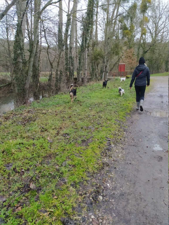 VANILLE (ex VANINA) - chiot femelle, de petite taille à l'âge adulte - née environ en juin 2022 - (Centre RM Pascani en Roumanie) - Adoptée par Clémentine (54)  16785415