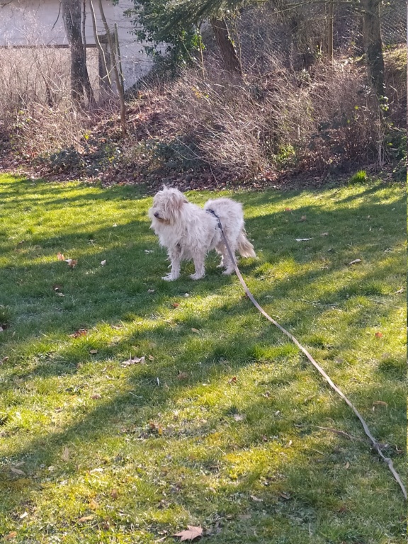 EMILIA - femelle croisée Griffon de taille moyenne, née environ en août 2017 - REMEMBER ME LAND - en FA chez Clémentine (54) / Adoptée par Anne (54)  - Page 6 Img_2019