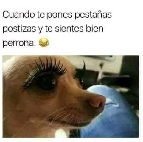 Algunos Memes Caninos  1debba10