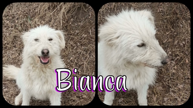 Bianca/Femelle/Née vers 2019/Taille Moyenne/adopté 27578610