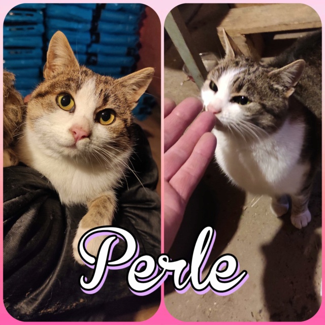 Perle/Femelle/Née vers 2018 / réservée adoption 27725910