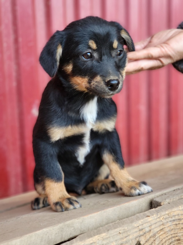 HINTO/ MÂLE/ NEE VERS FEVRIER 2022/ TAILLE PETITE ADULTE/ PAS DE QUEUE NON ADOPTABLE EN SUISSE/ Réservé Adoption 27857710