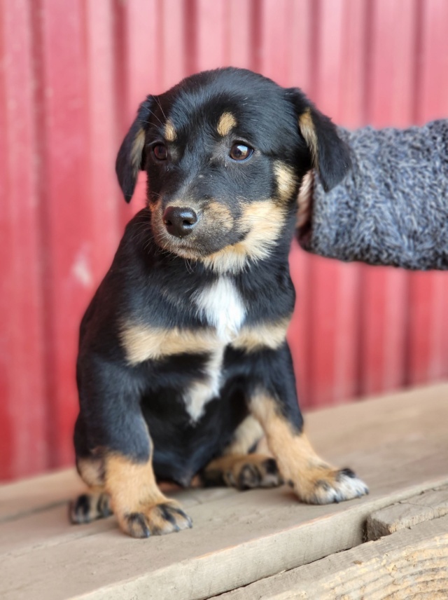 HINTO/ MÂLE/ NEE VERS FEVRIER 2022/ TAILLE PETITE ADULTE/ PAS DE QUEUE NON ADOPTABLE EN SUISSE/ Réservé Adoption 27859510