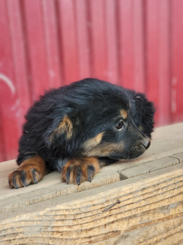 Josha/Mâle/Né le 04-02-2022/Taille Petite/Pas de Queue Non Adoptable en Suisse/En FA dans le 88 27883210