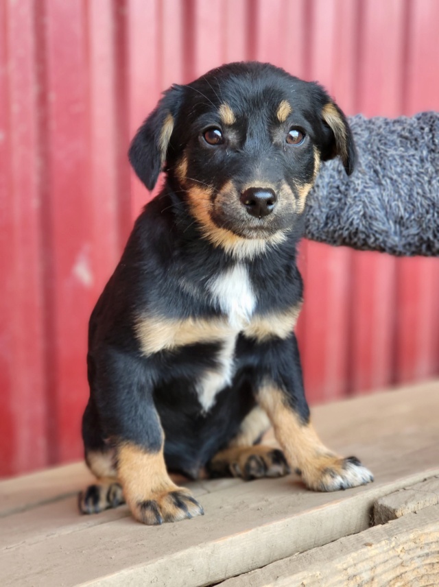 HINTO/ MÂLE/ NEE VERS FEVRIER 2022/ TAILLE PETITE ADULTE/ PAS DE QUEUE NON ADOPTABLE EN SUISSE/ Réservé Adoption 27885710