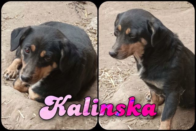 Kalinska/ Femelle/ Né 29-11-2021/ Taille petite/ reservée adoption  27896410