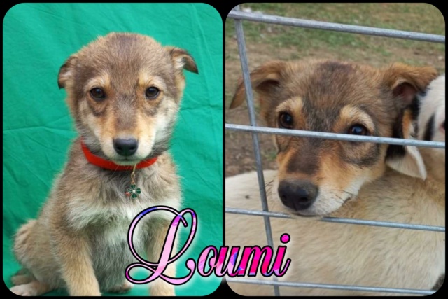 LOUMI/Femelle/née vers mars 2022/taille moyenne adulte (20 kg environ )/ Reservee adoption 28328610