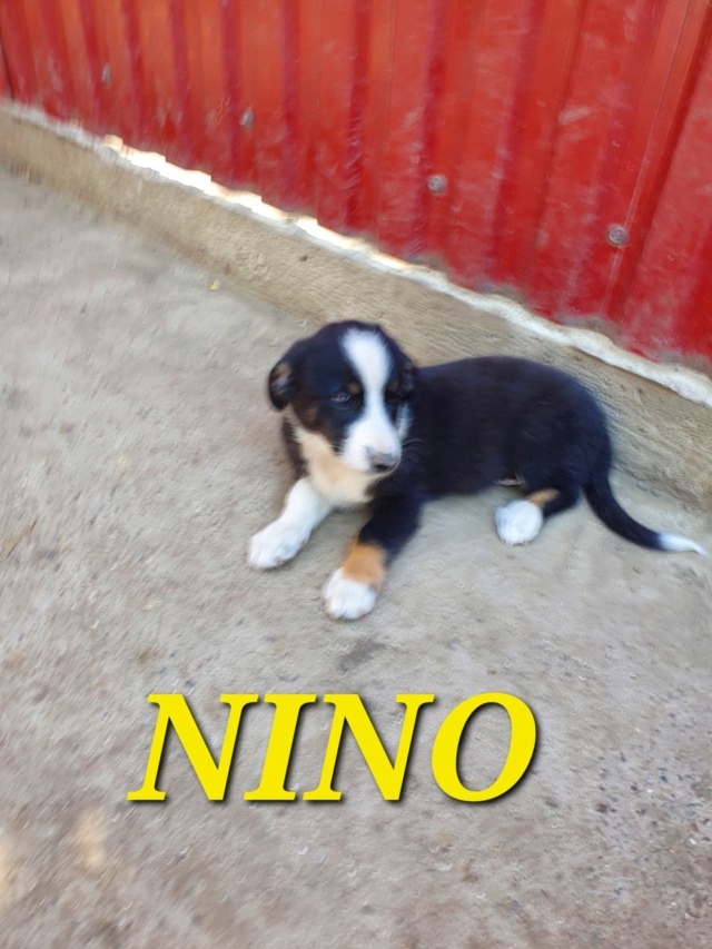 Nino/Mâle/Né le 04-05-2022/Taille Petite-Moyenne Adulte 29502610