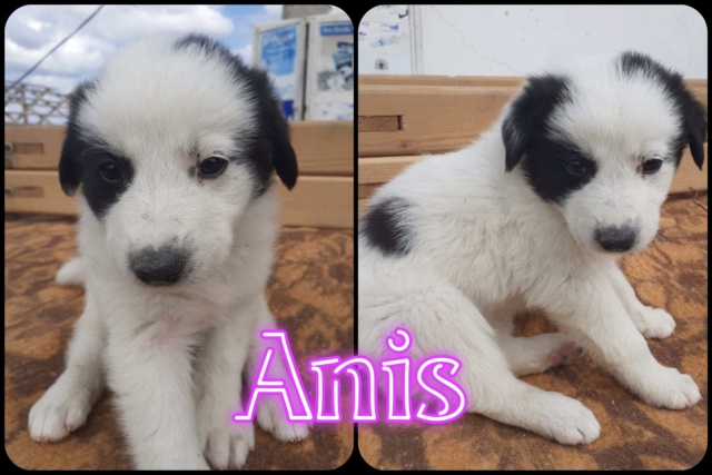 Anis/Femelle/Née 20-05-2022 /Taille petite a moyenne à l'age adulte/RESERVEE ADOPTION 30031310