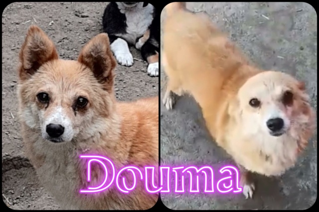 Douma/Femelle/ Née vers XX/Taille petite/adopter 30118610