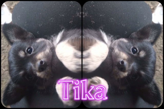 Tika/femelle/Née vers Mai 2022/Taille petite adulte/ reservé adoption 30124710