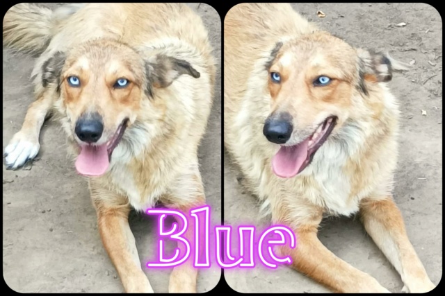 Blue/Femelle/Née le 07-05-2020/Taille moyenne/ADOPTE 30159510