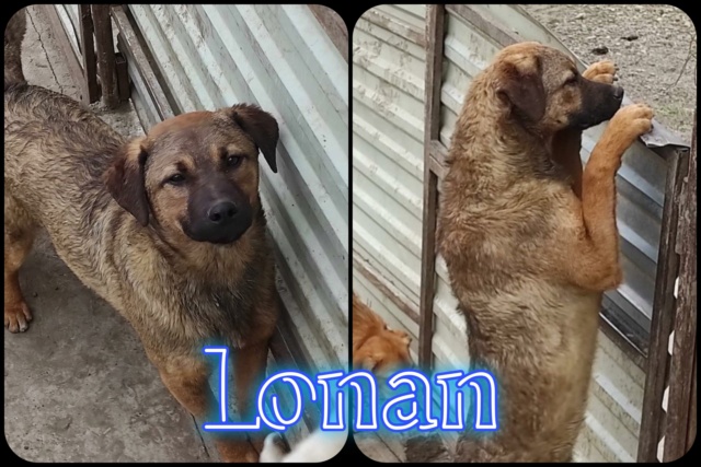 Lonan/Mâle/Né 04/07/2021/Taille Moyenne/Queue Coupée Non Adoptable en Suisse 30184710